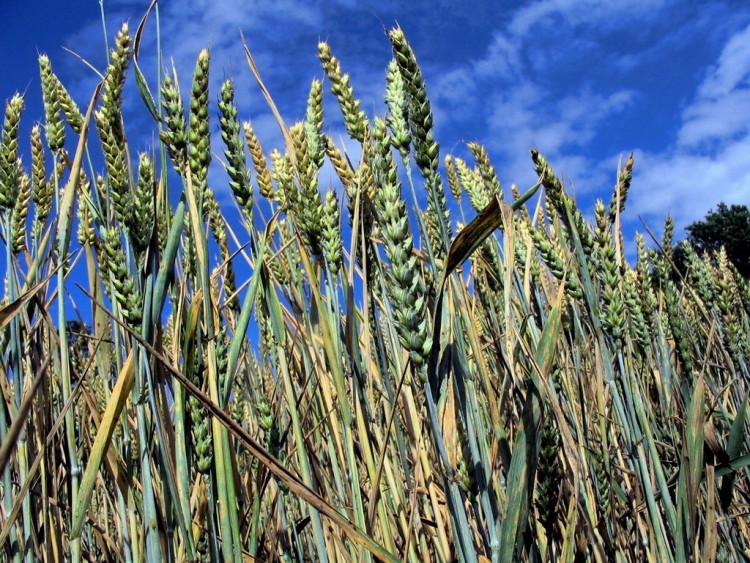 Wallpapers Nature Fields champs de bls