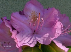 Fonds d'cran Nature rhododendron