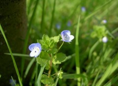 Wallpapers Nature myosotis