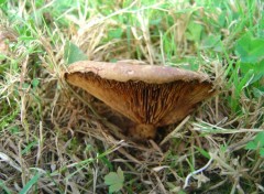 Wallpapers Nature Dja les champignons !