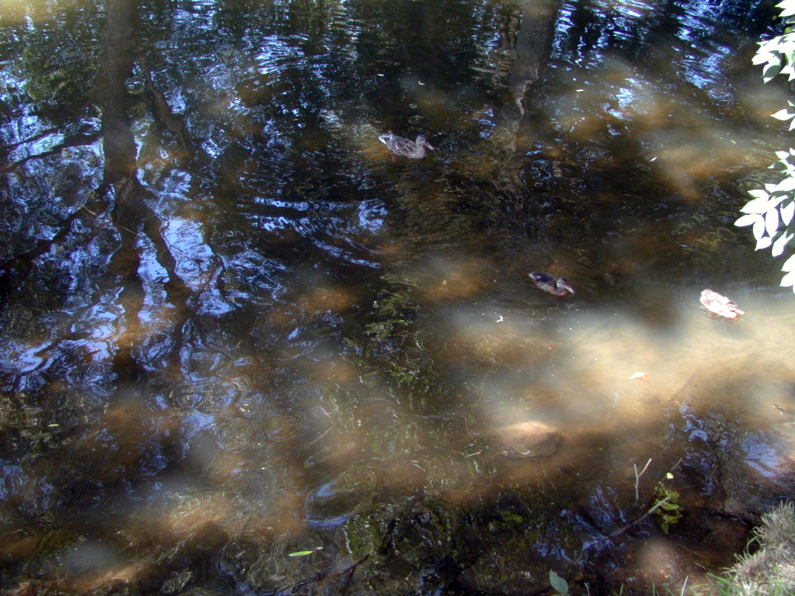 Wallpapers Nature Water - Reflection Reflets