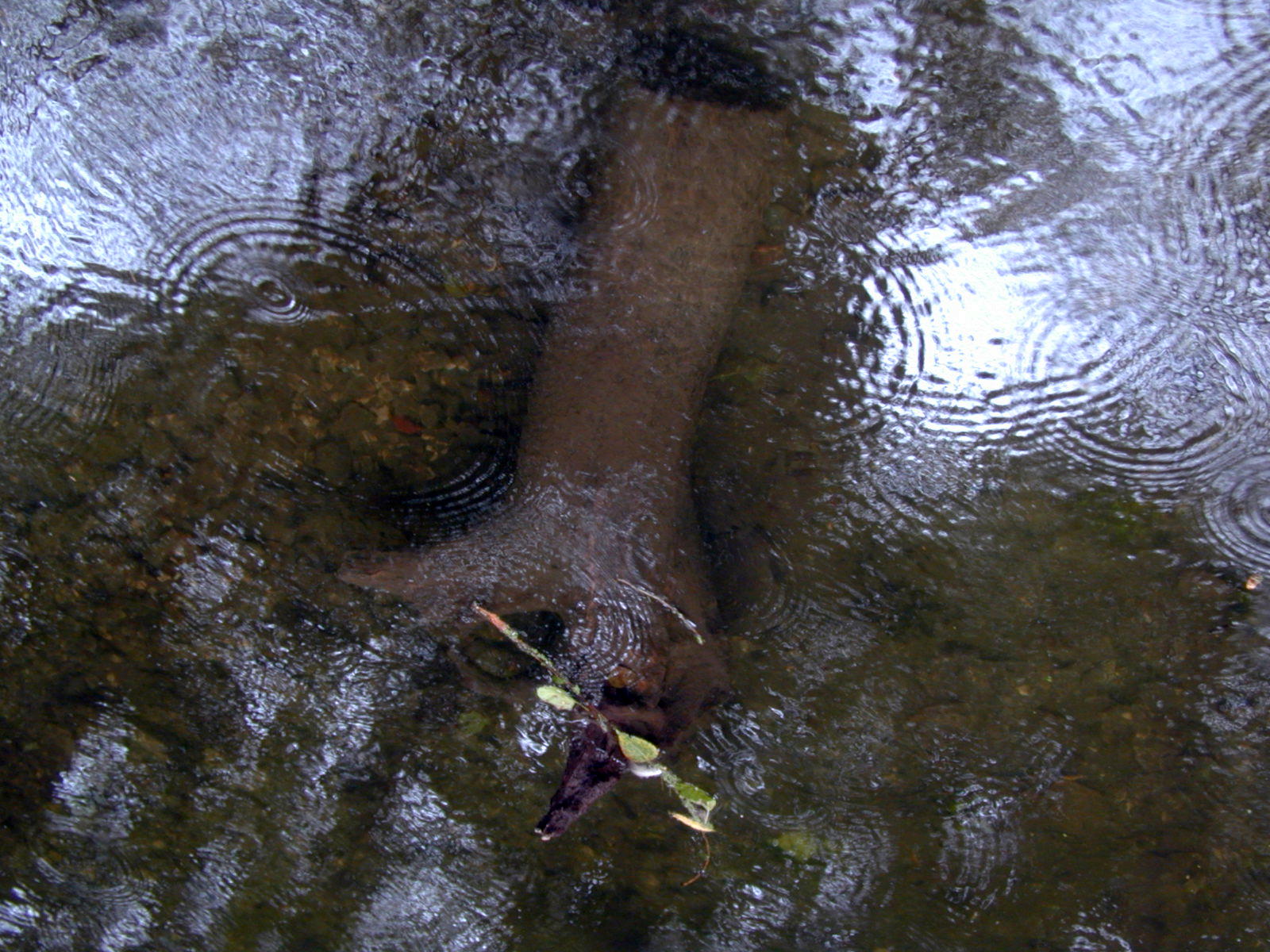 Wallpapers Nature Water - Reflection Reflets