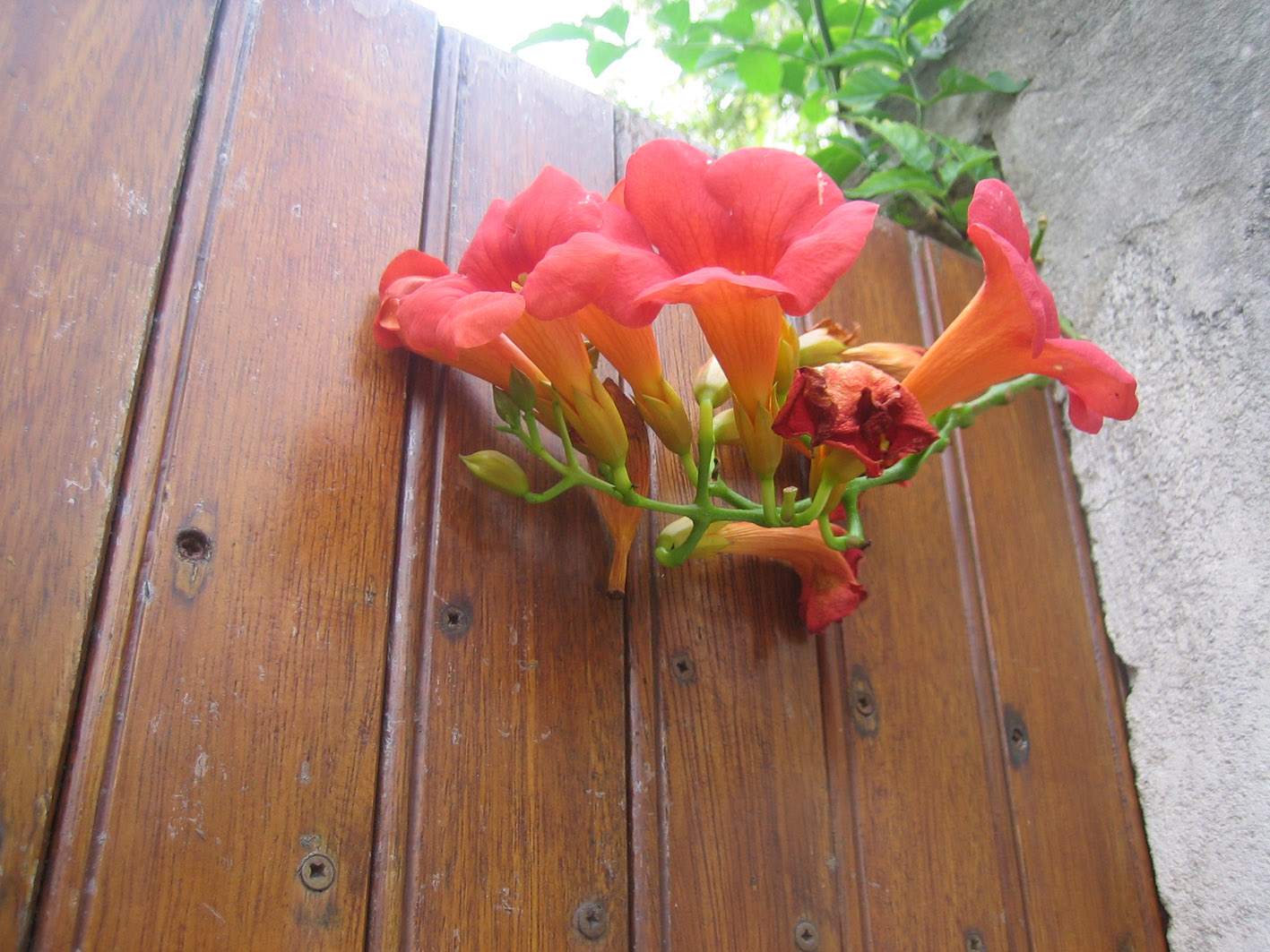 Fonds d'cran Nature Fleurs Pousse-elle sur la porte?