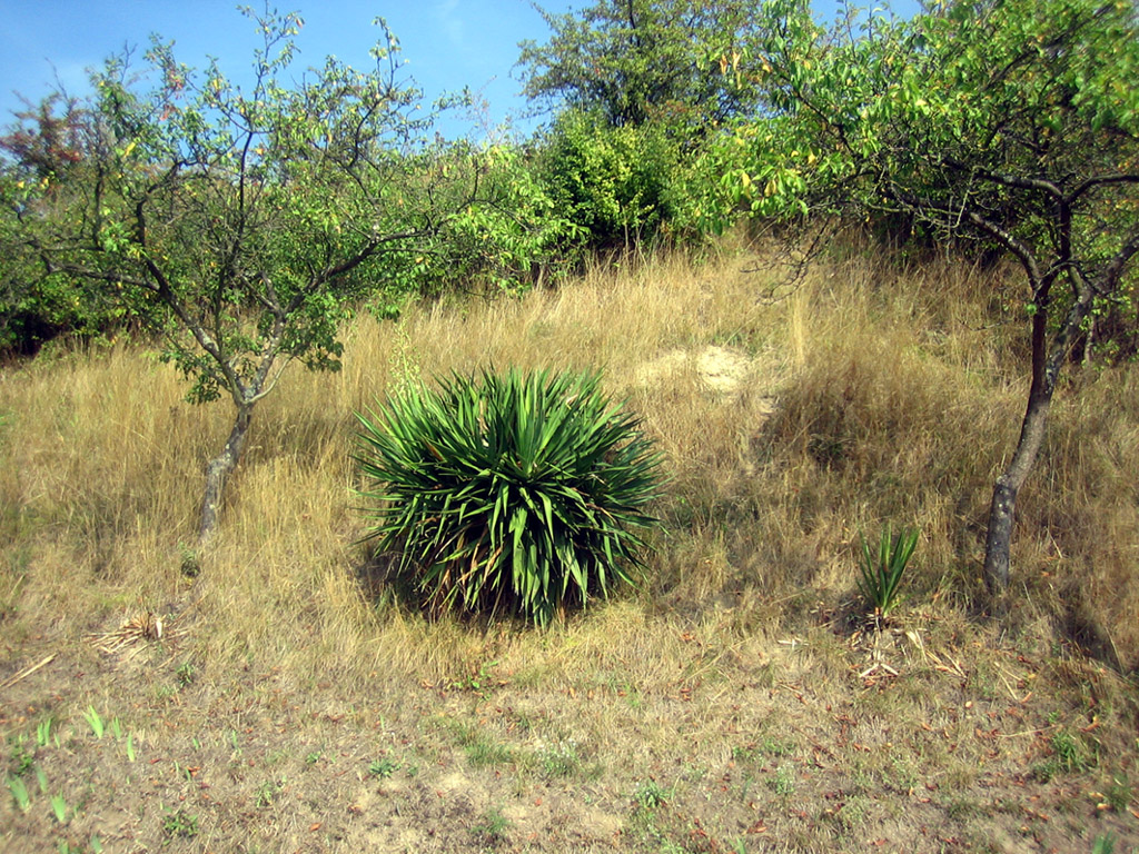 Wallpapers Nature Plants - Shrubs Un petit air de savane!!