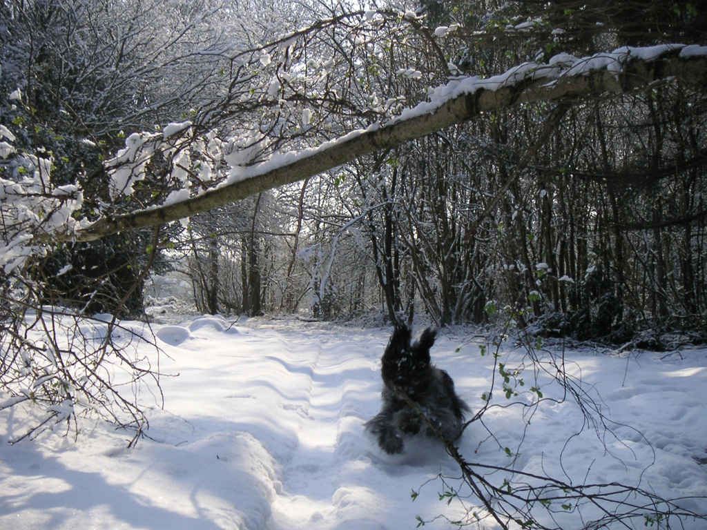 Fonds d'cran Animaux Chiens Neige et mouvement soyeux