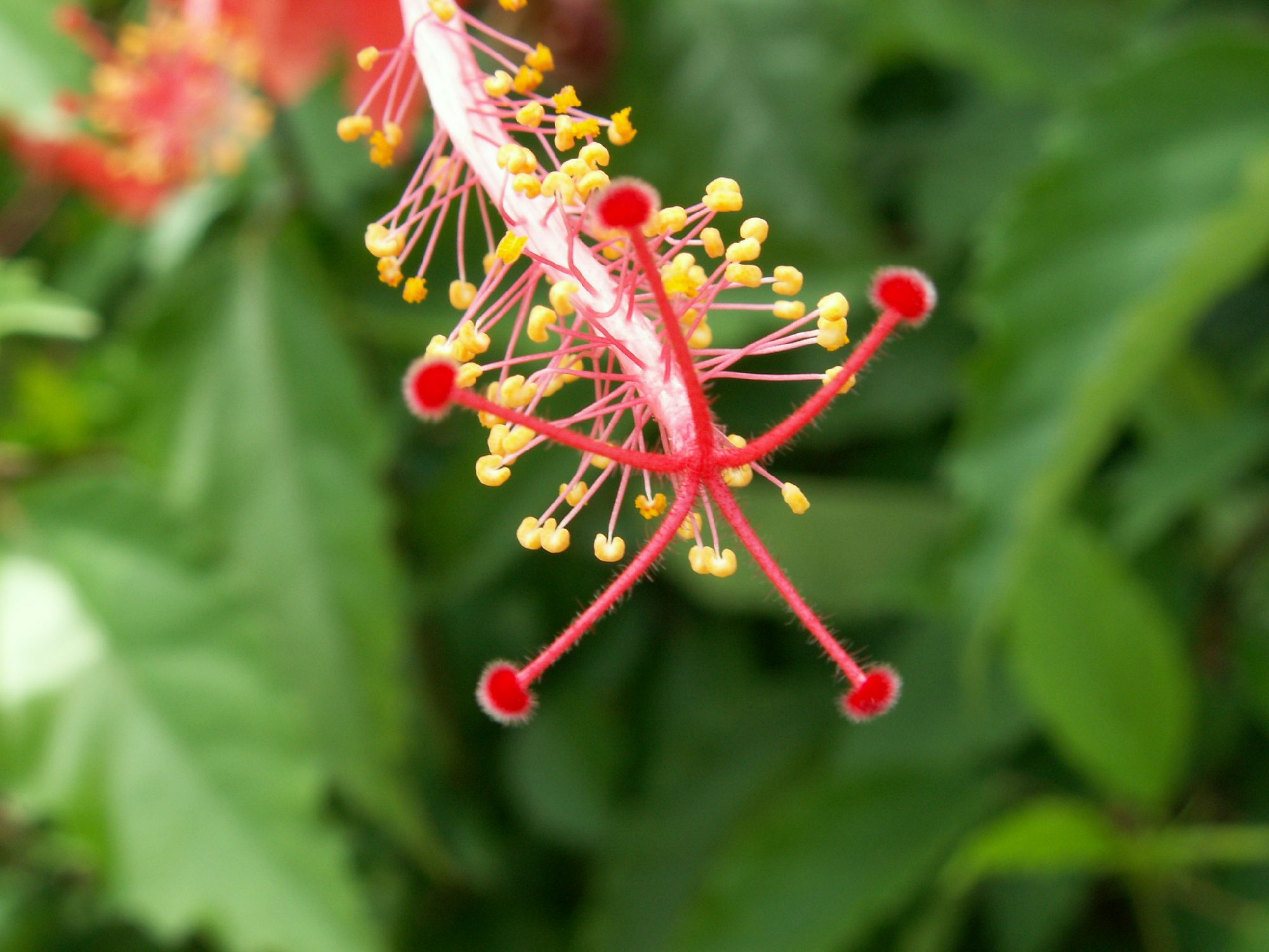 Wallpapers Nature Flowers Objet Fleuri Non Identifi ?