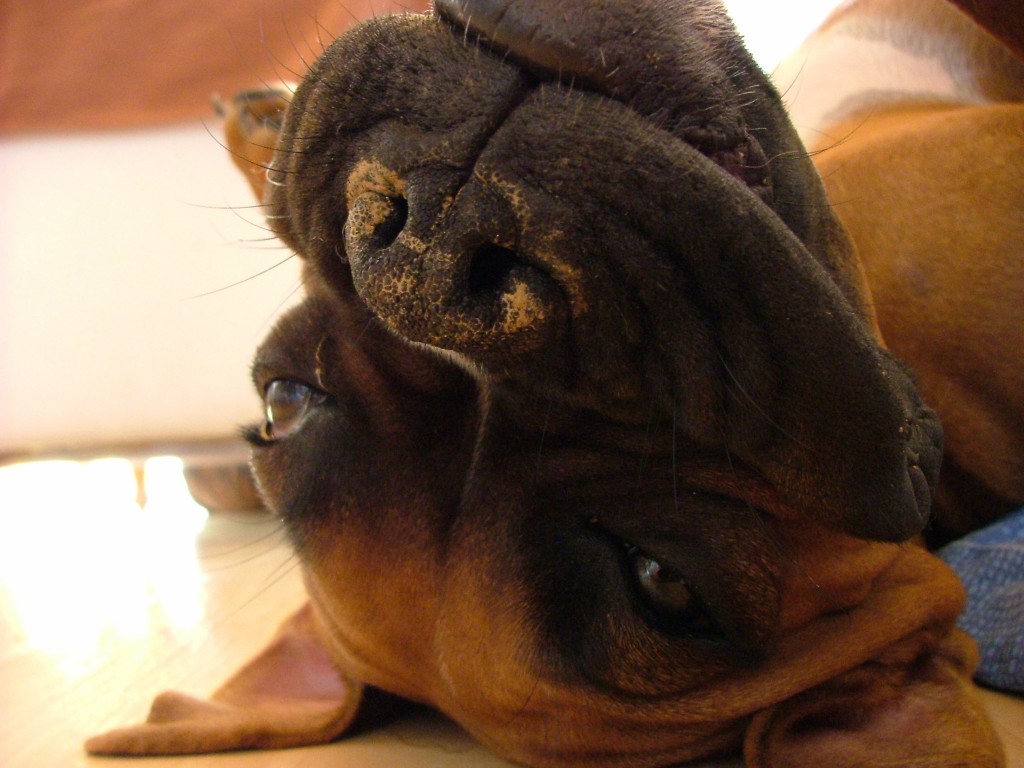 Fonds d'cran Animaux Chiens La sieste du boxer