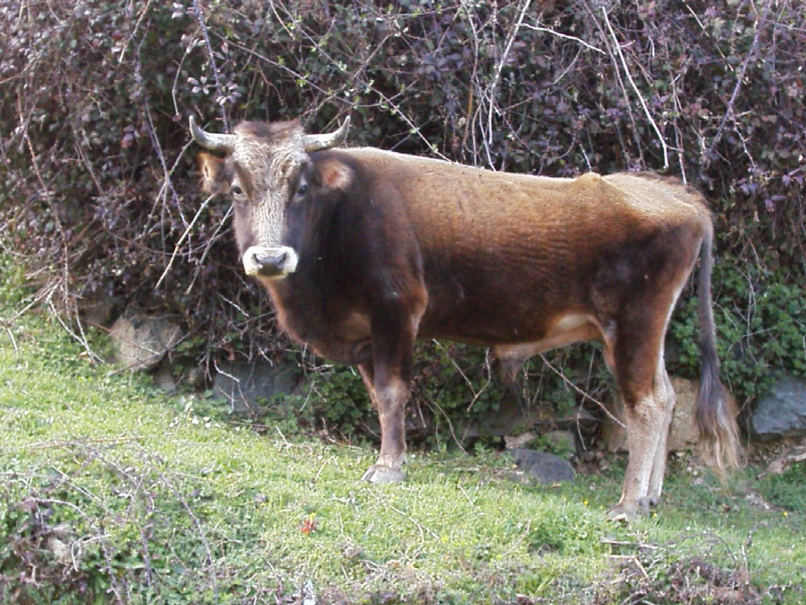 Wallpapers Animals Cows - Bulls - Beef taureau corse