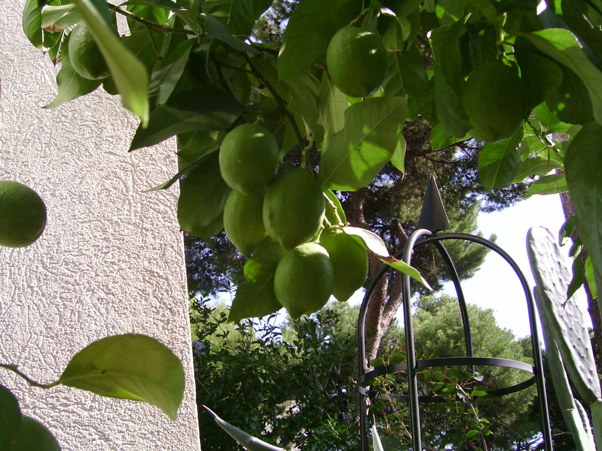 Fonds d'cran Nature Fruits citrons  murir