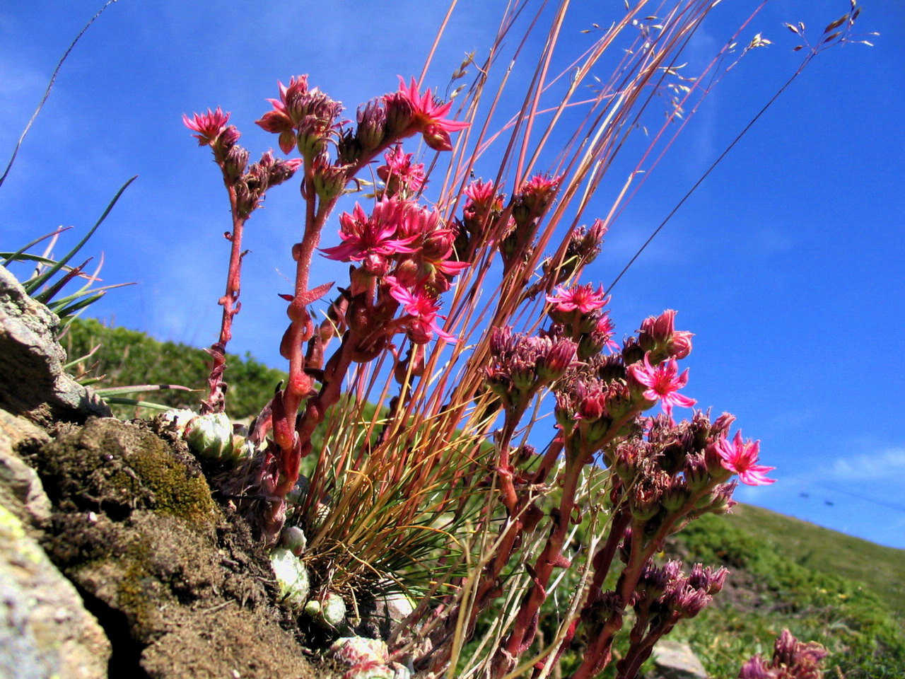 Wallpapers Nature Flowers fleurs des montagnes