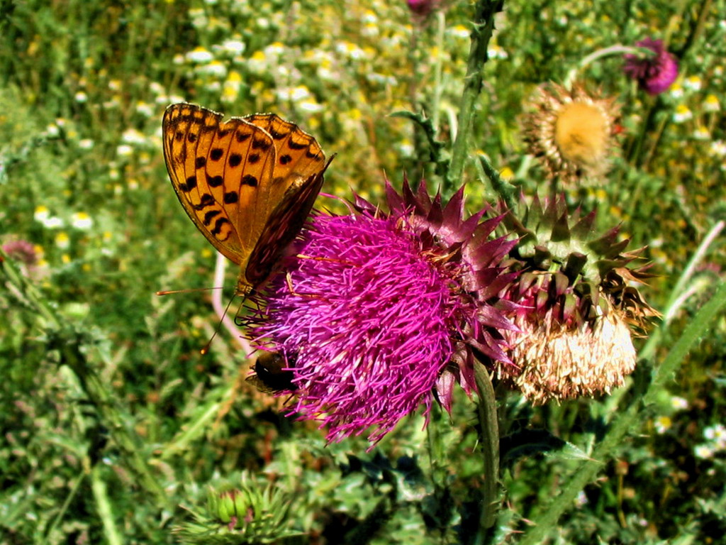 Fonds d'cran Animaux Insectes - Papillons Papillon de valloire