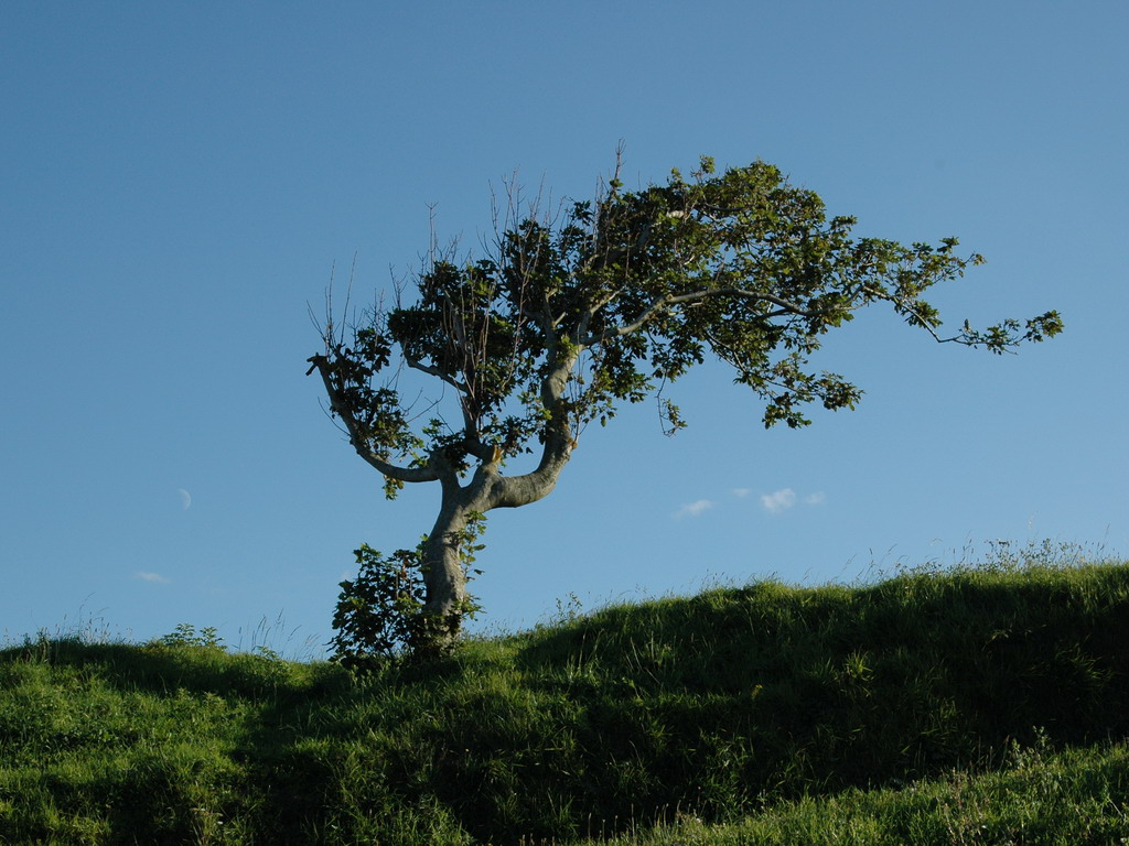 Fonds d'cran Nature Arbres - Forts coiffure dans le vent