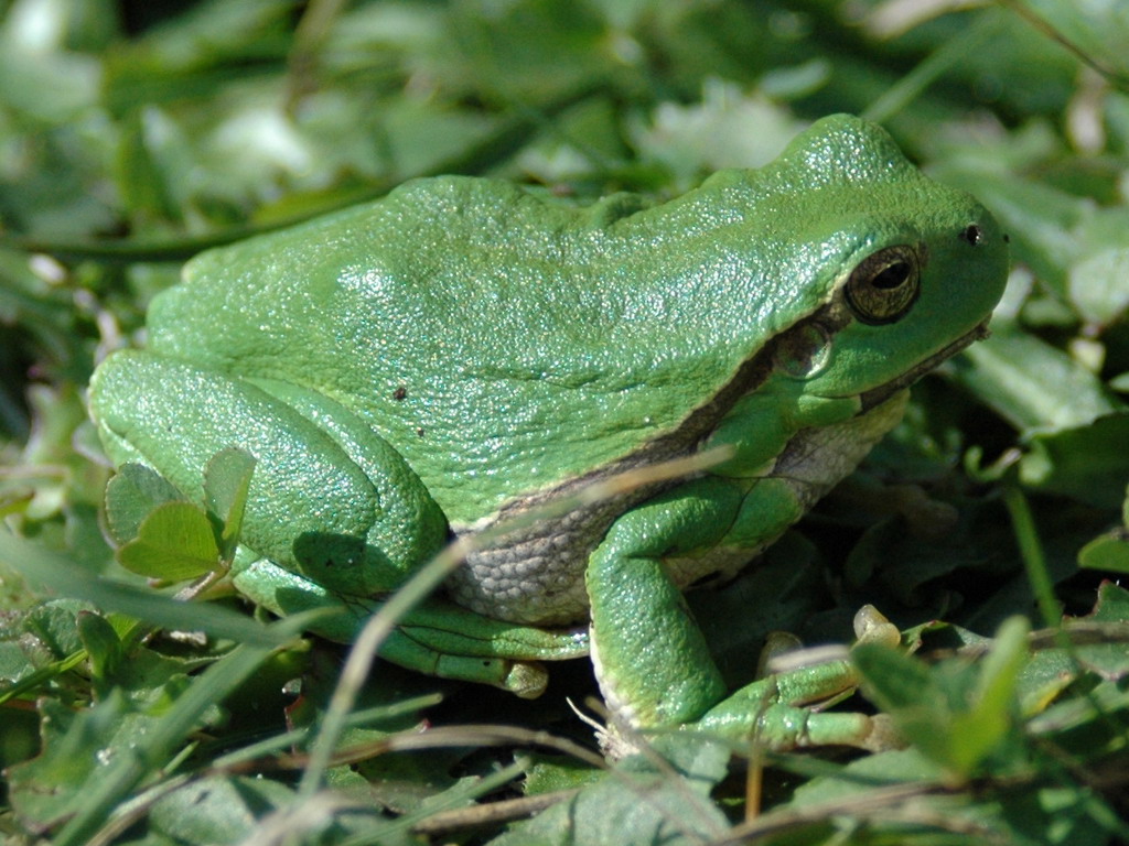 Fonds d'cran Animaux Grenouilles - Crapauds vert de rage....