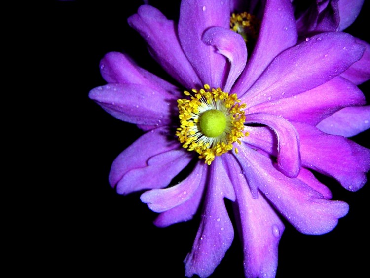 Fonds d'cran Nature Fleurs Violetta podera