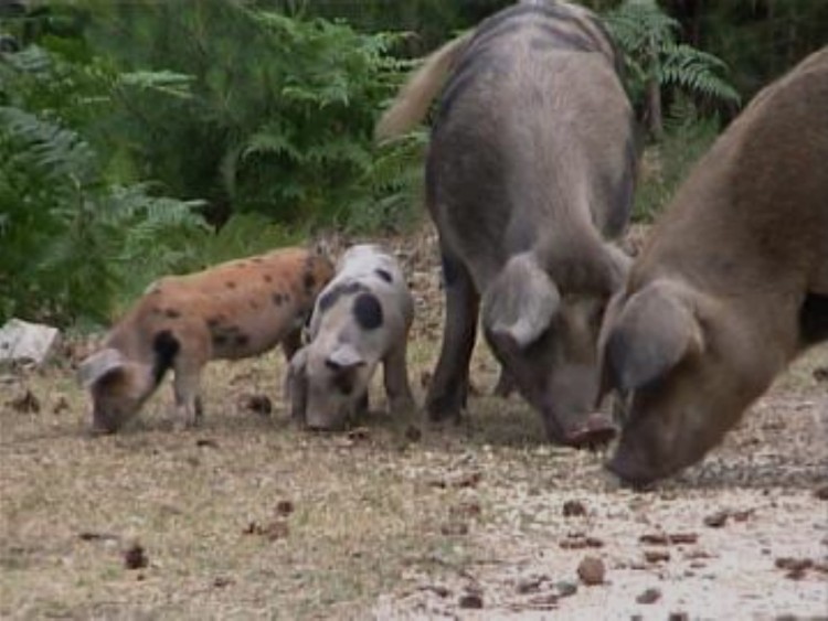 Fonds d'cran Animaux Cochons cochons corses