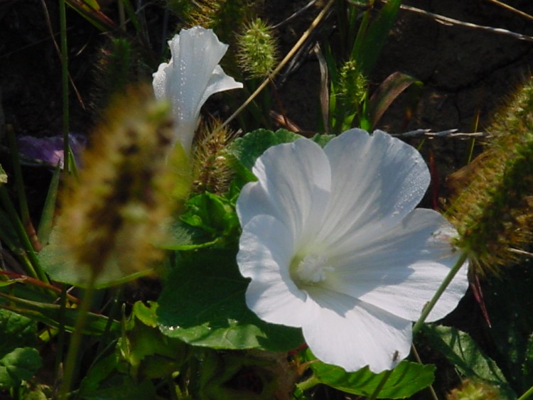 Wallpapers Nature Flowers lavatre