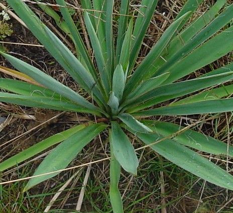 Fonds d'cran Nature Plantes - Arbustes yucca