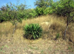 Fonds d'cran Nature Un petit air de savane!!