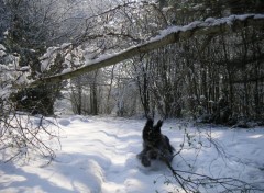 Wallpapers Animals Neige et mouvement soyeux