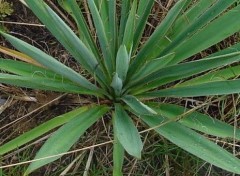 Fonds d'cran Nature yucca