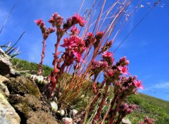 Wallpapers Nature fleurs des montagnes