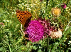 Fonds d'cran Animaux Papillon de valloire