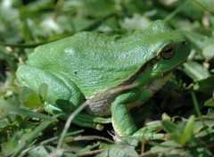 Fonds d'cran Animaux vert de rage....