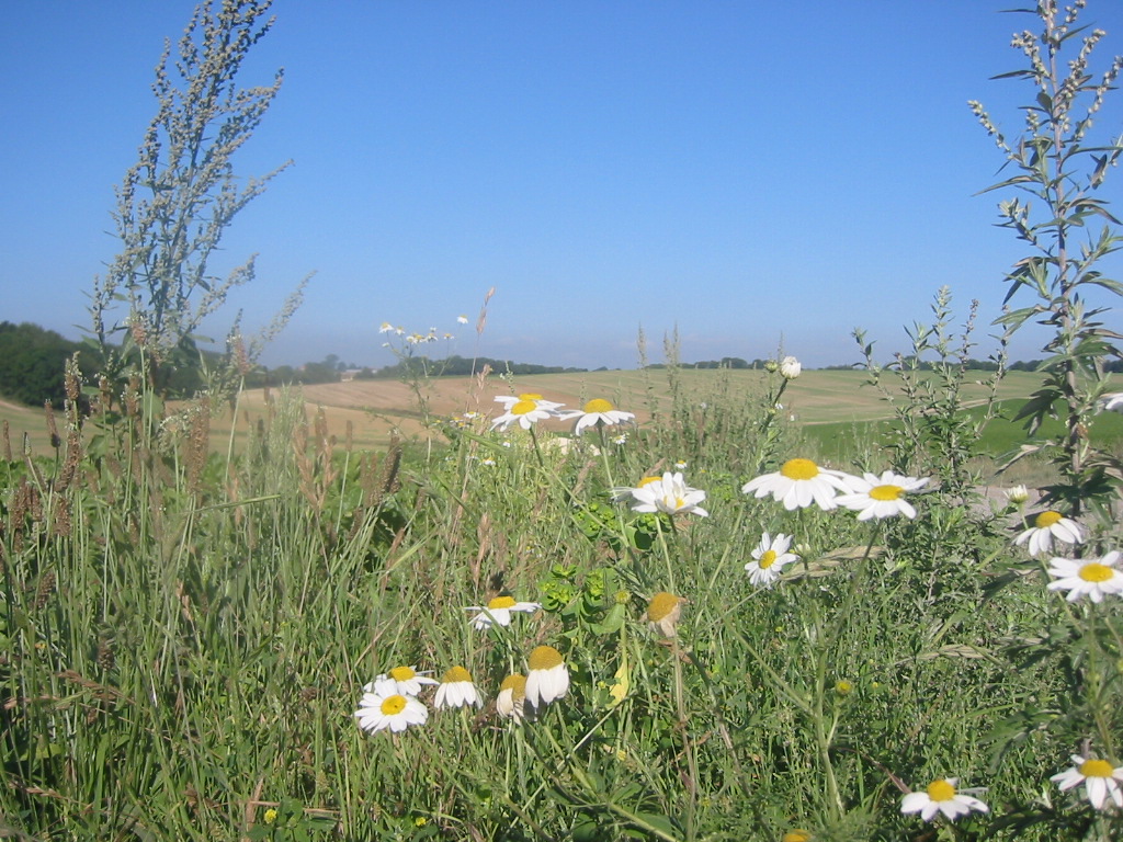 Fonds d'cran Voyages : Europe France > Picardie Marguerites en plaine picarde.