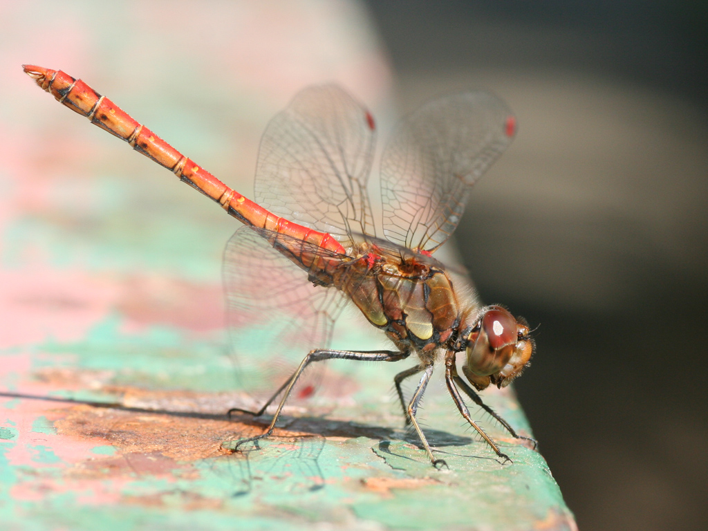 Wallpapers Animals Insects - Dragonflies libellule