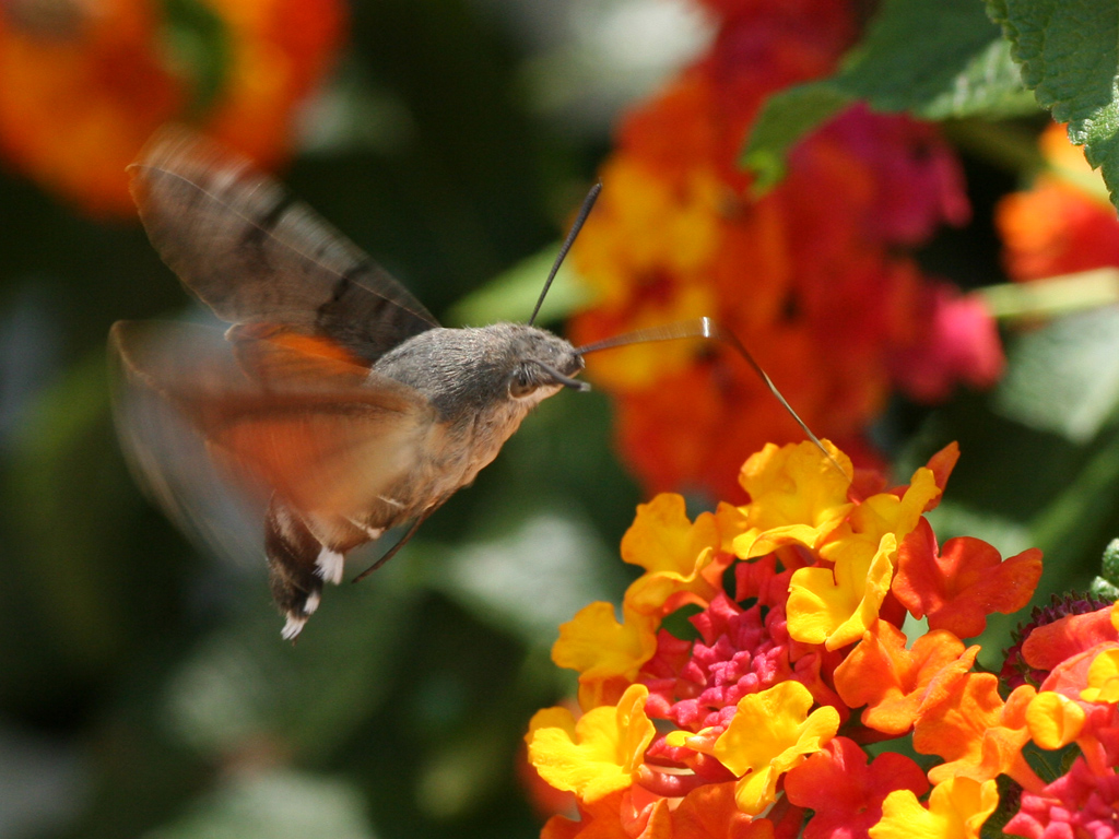 Wallpapers Animals Birds - Hummingbirds colibri