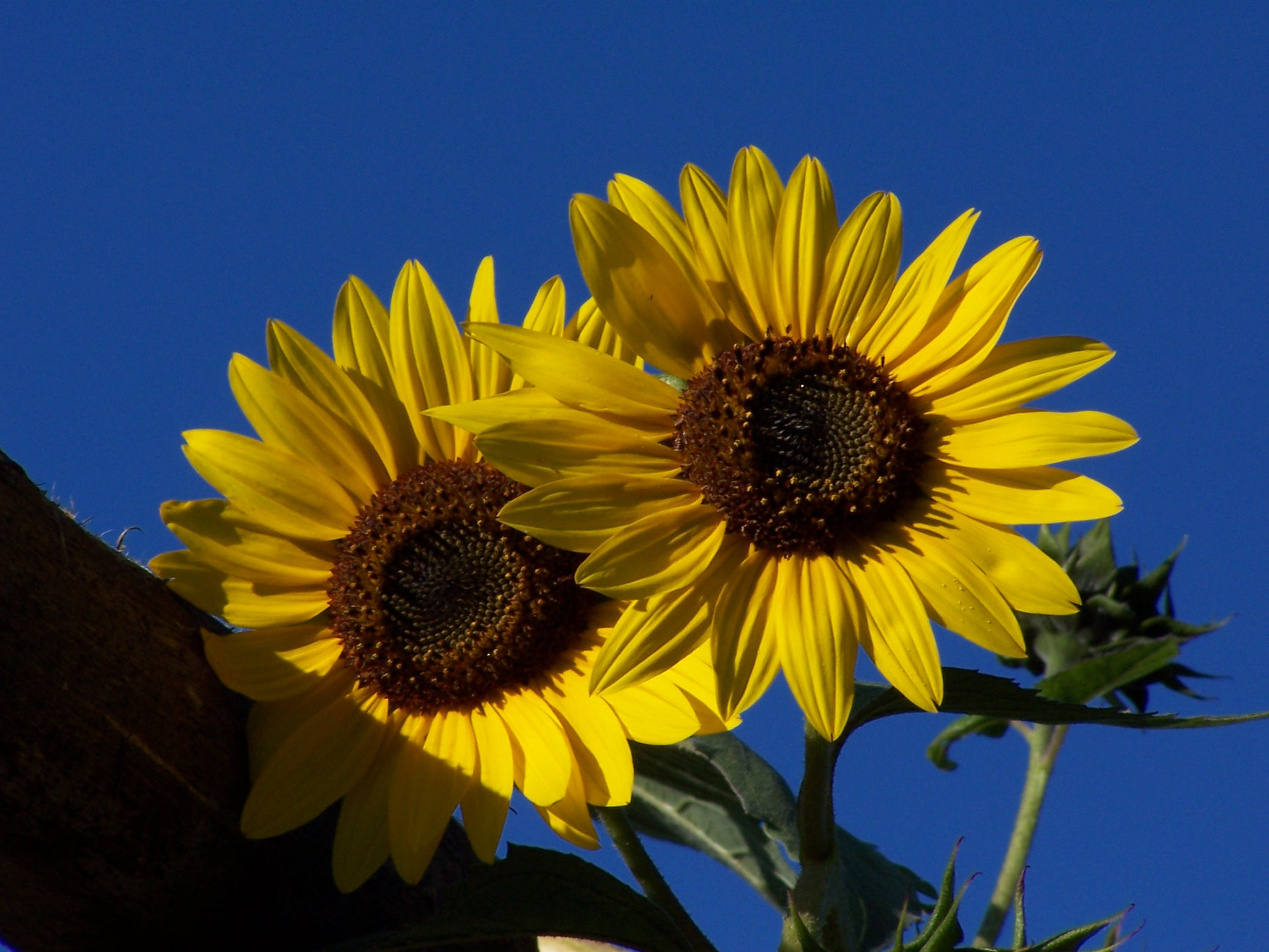 Fonds d'cran Nature Fleurs 