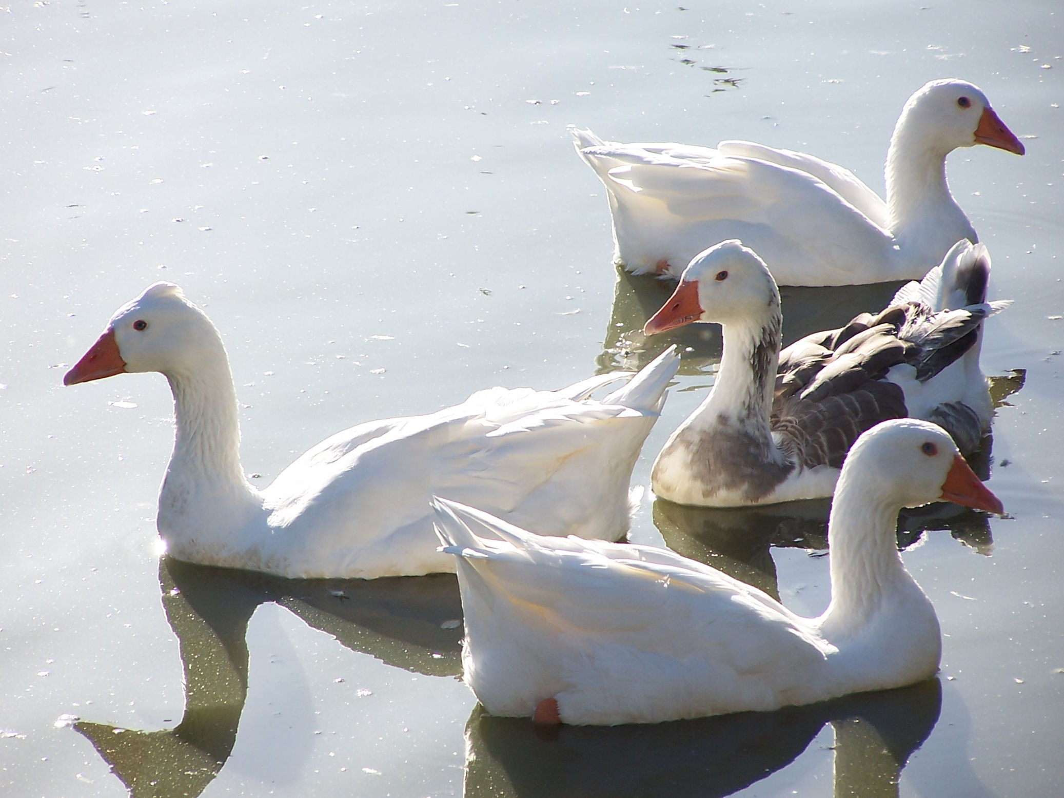 Fonds d'cran Animaux Oiseaux - Canards 