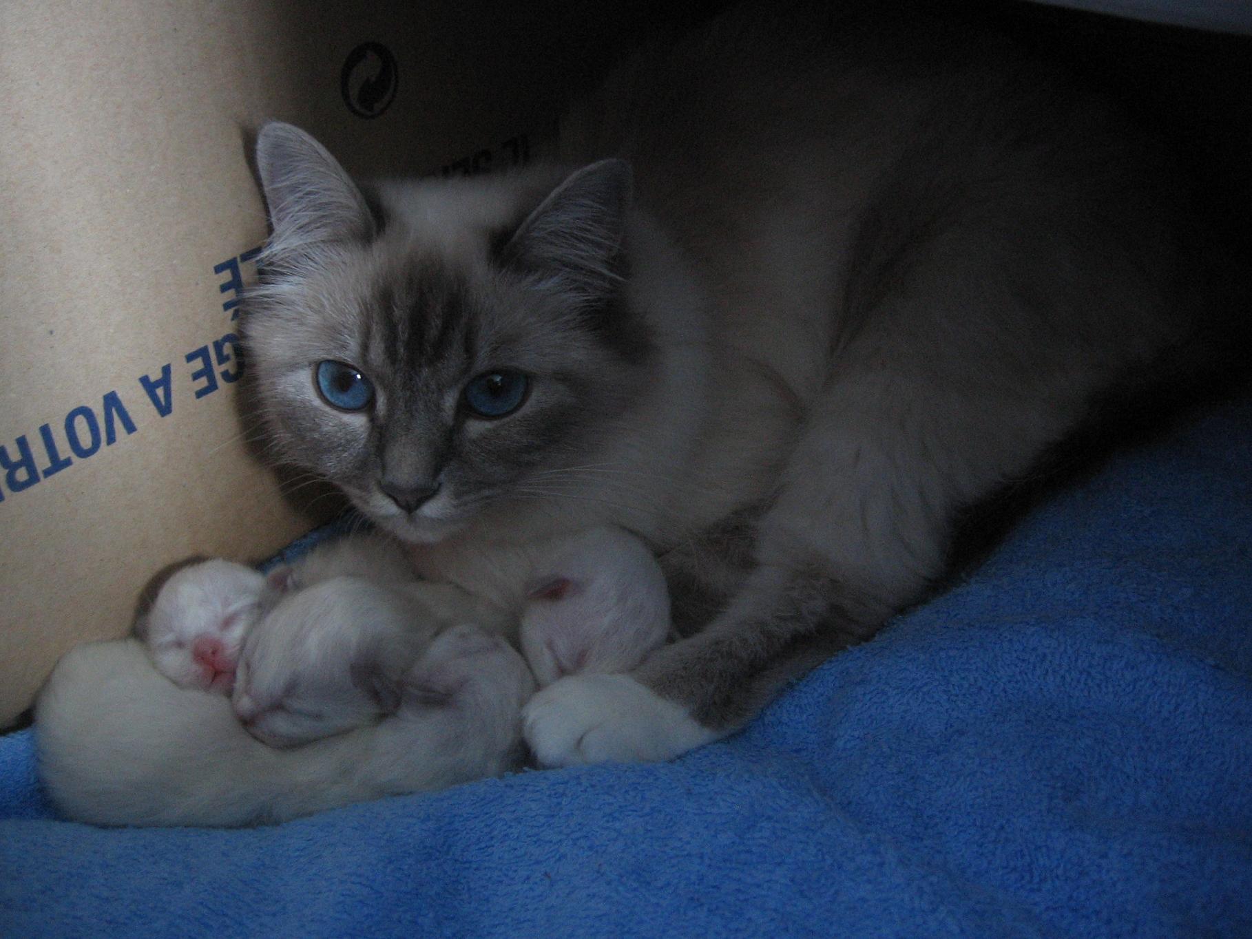 Fonds d'cran Animaux Chats - Chatons Vnus veille sur ses petits ^_^