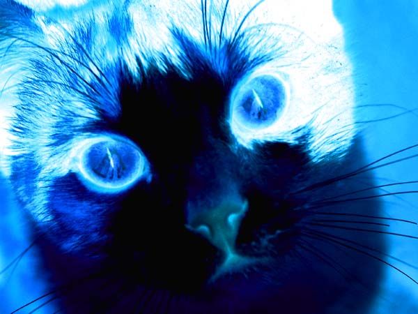 Fonds d'cran Animaux Chats - Chatons Le bleu du mirroir