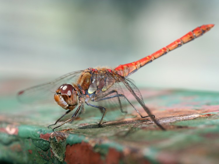 Wallpapers Animals Insects - Dragonflies libellule