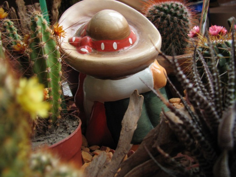 Fonds d'cran Nature Plantes - Arbustes Mexicain derrire les cactus