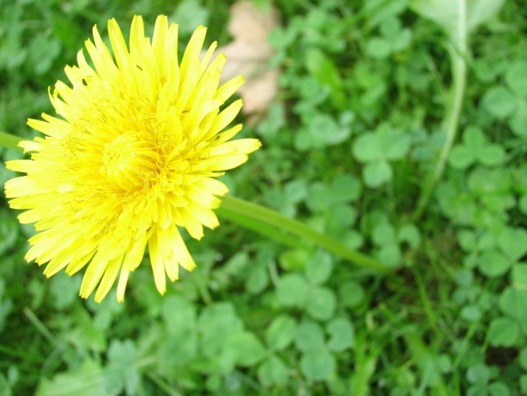 Fonds d'cran Nature Fleurs T'aimes le beurre ?