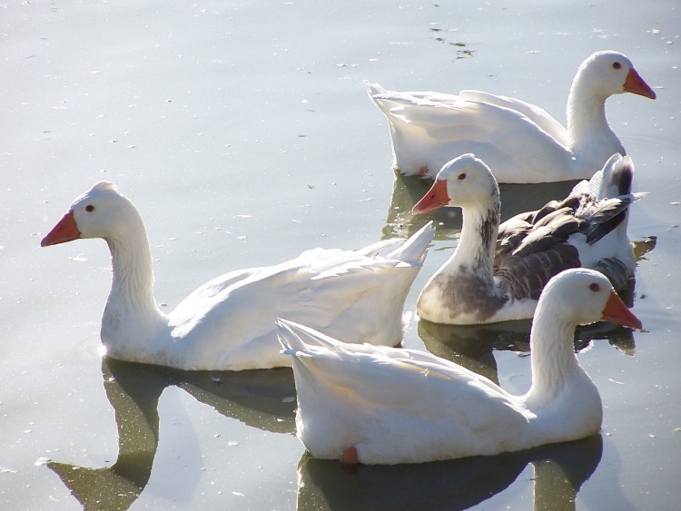 Fonds d'cran Animaux Oiseaux - Canards Wallpaper N114114