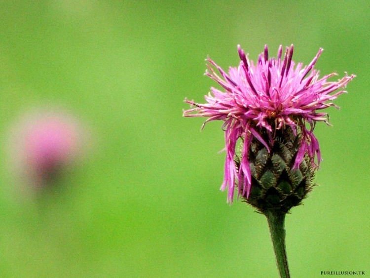 Fonds d'cran Nature Fleurs majenta