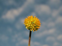 Fonds d'cran Nature Fleur Soleil