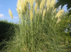 Fonds d'cran Nature Ginrium