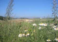 Fonds d'cran Voyages : Europe Marguerites en plaine picarde.