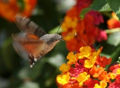 Wallpapers Animals colibri