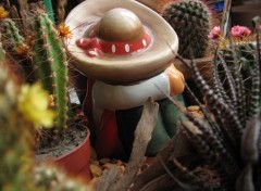 Fonds d'cran Nature Mexicain derrire les cactus