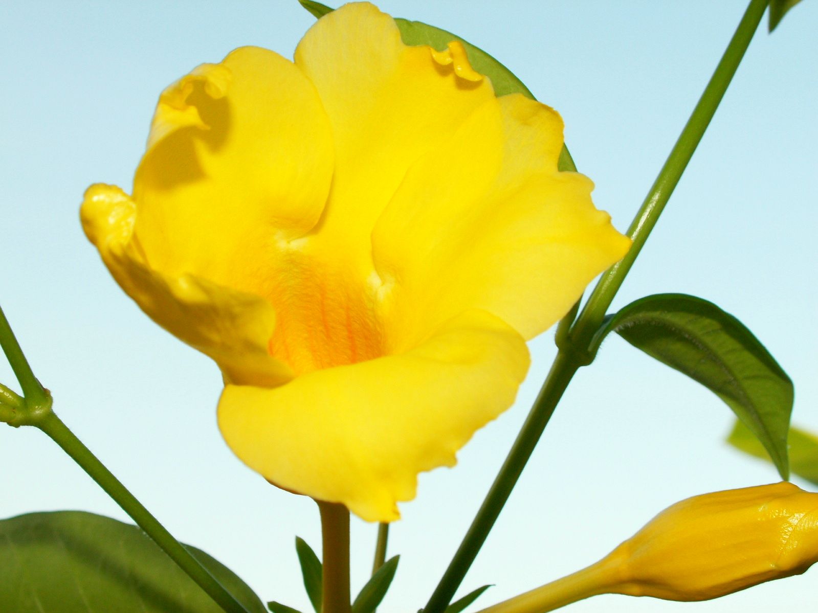 Fonds d'cran Nature Fleurs Fleur jaune