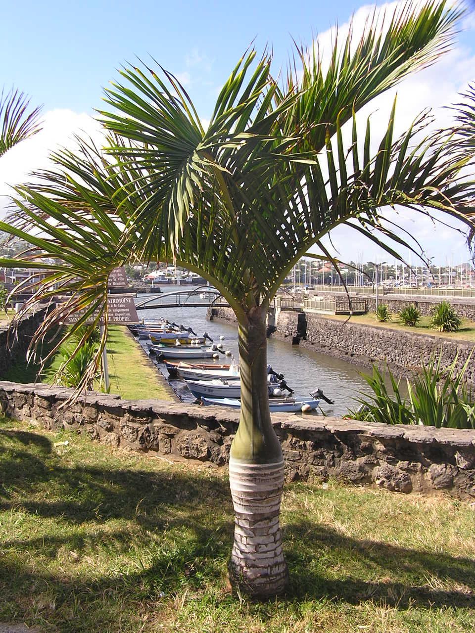 Fonds d'cran Nature Arbres - Forts cot st pierre