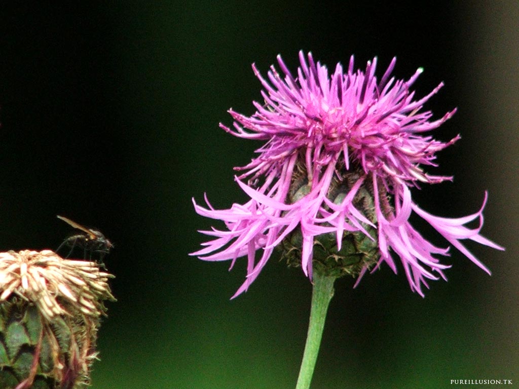 Fonds d'cran Nature Fleurs les couleurs d't