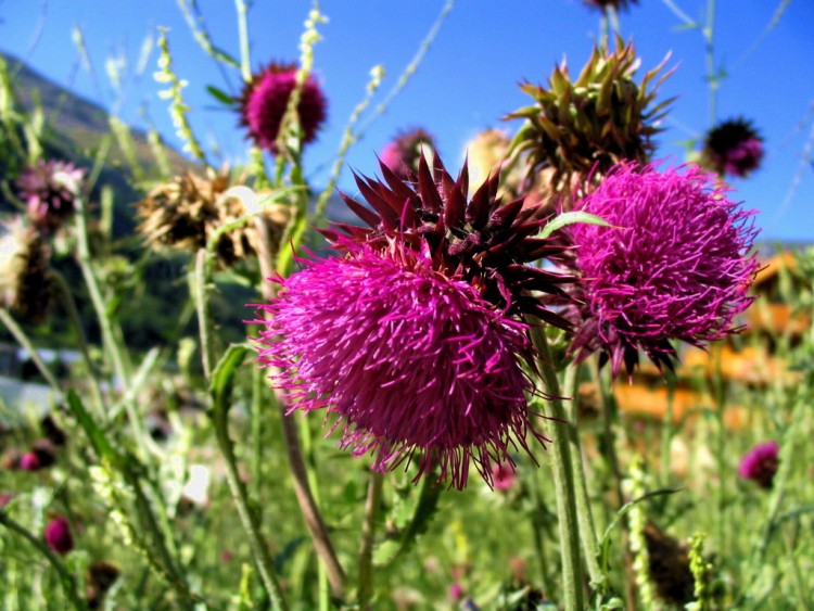 Fonds d'cran Nature Fleurs Chardons ...