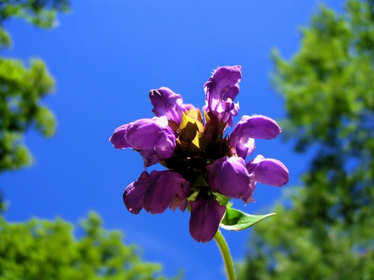 Wallpapers Nature Flowers :-)