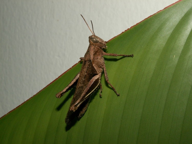 Fonds d'cran Animaux Insectes - Criquets Jimmy Lee Cricket